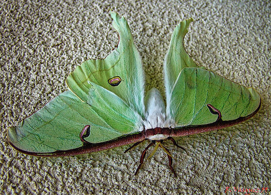 Animal Photograph - Luna Moth American Moon Moth Genus Actias by Rene Vasquez