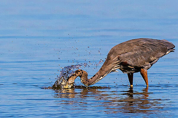 Virginia Photograph - Lunch by David Fountain
