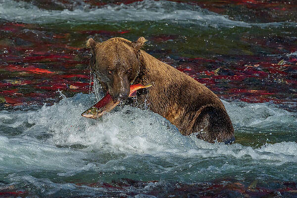 Bear Catches Salmon in River Wall Art
