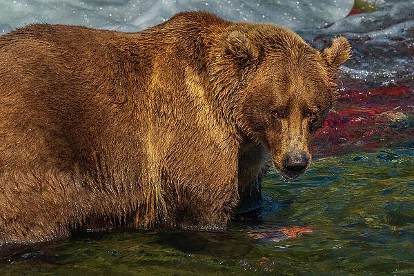 Bear Gazing in River Wall Art