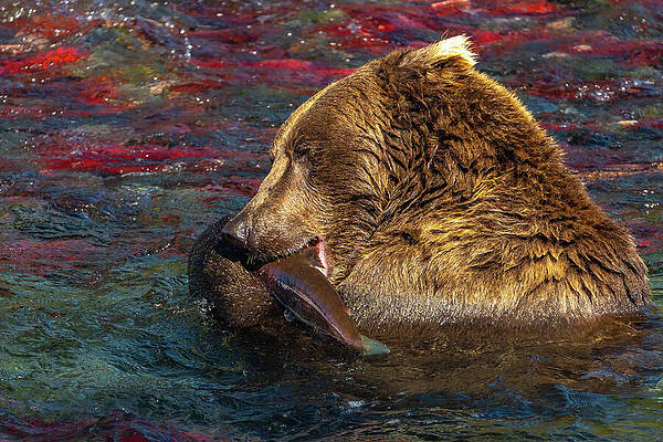 Grizzly Bear Catching Salmon Wall Art