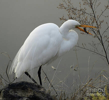 Egret Wall Art featuring the photograph Lunch by Helo Art