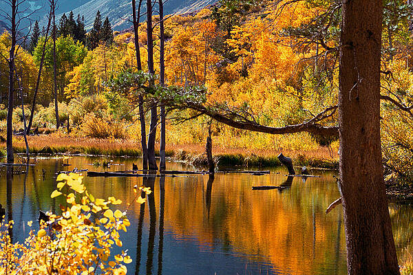 Tree Photograph - Serene Fall Beauty Reflections On Beaver Pond At Lundy Lake, Lee Vining, CA by Bonnie Colgan