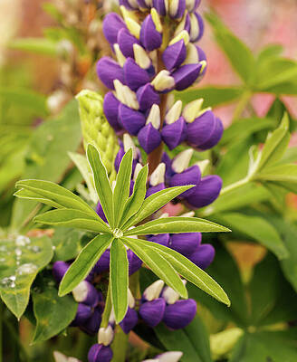 Wall Art featuring the photograph Lupine And Leaf by Jean Noren