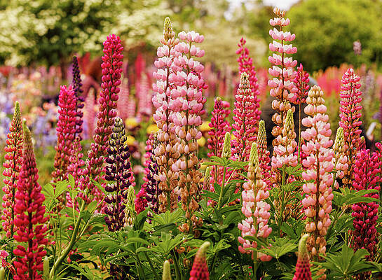 Wall Art featuring the photograph Lupine Convention by Jean Noren