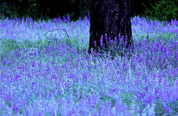 Tree Photograph - Field Of Wild Lupine by Bonnie Colgan