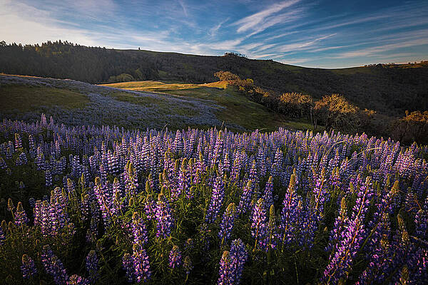 Vibrant Lupine Field at Sunset Photograph