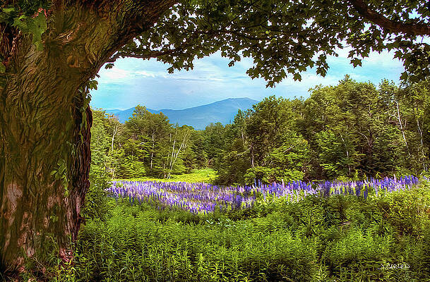 Lupines in Bloom by Jim Carlen