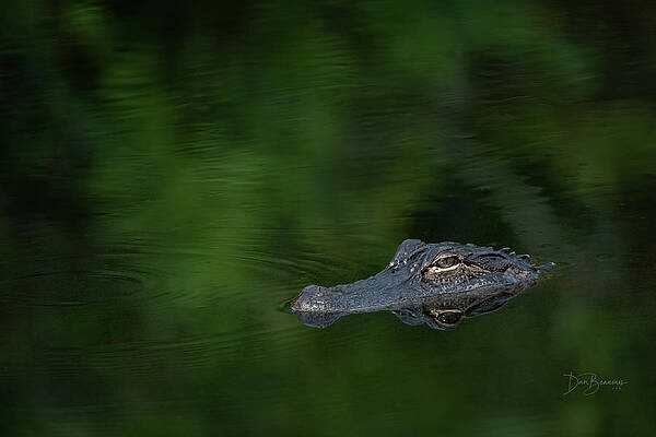 Wildlife Photograph - Lurking In The Shadows 6768 by Dan Beauvais