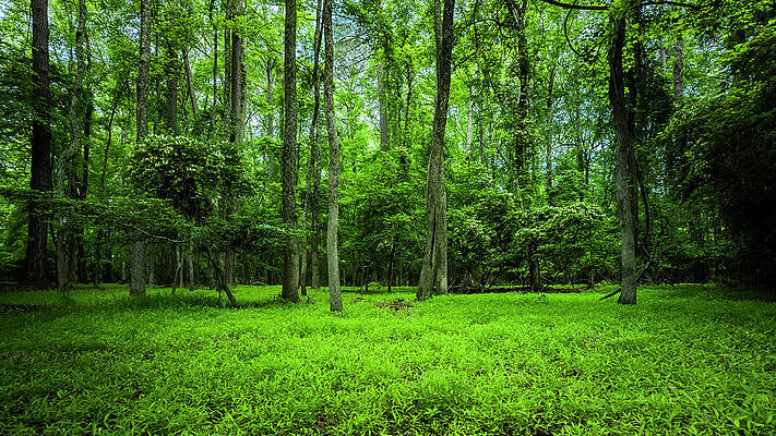 Nature Wall Art featuring the photograph Lush by David Fountain