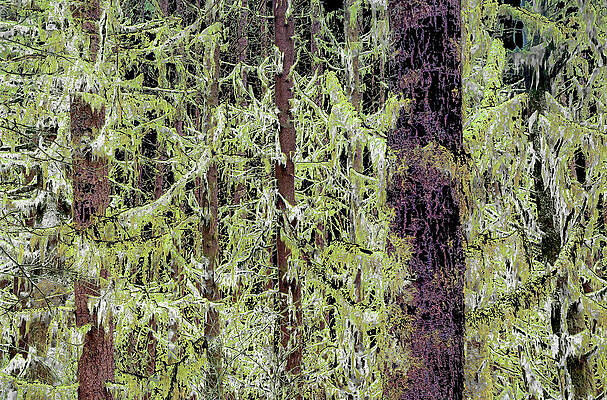 Lush Mossy Forest Digital Art
