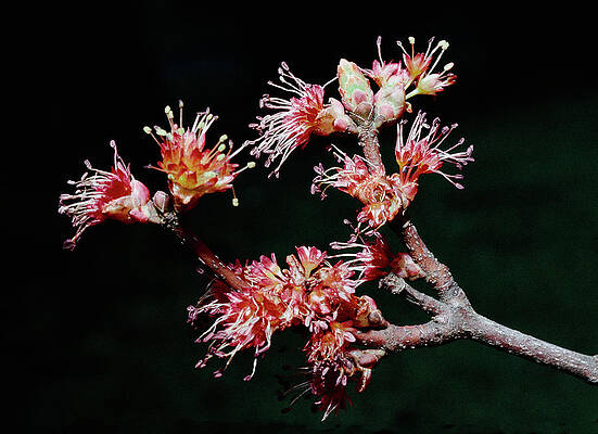 Photograph - Maple Blossom by Steven Nelson