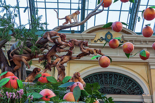 Wall Art featuring the photograph Macaque Monkeys At Bellagio, Las Vegas by Tatiana Travelways