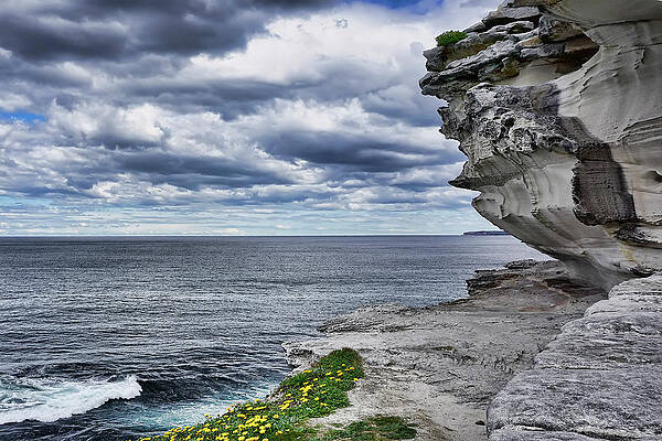 Flower Photograph - Mackenzies Point Australia by Waterdancer