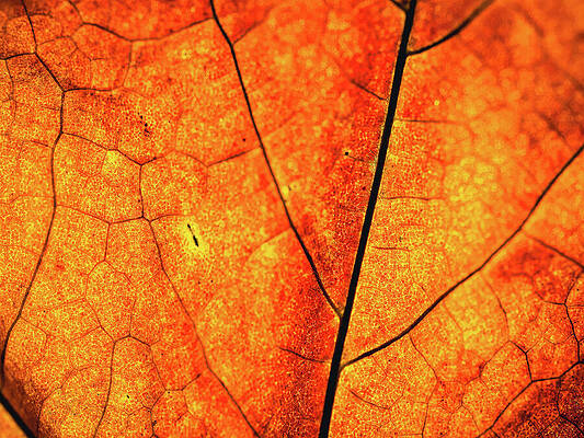 Tree Wall Art featuring the photograph Macro - Leaf by Robert Niemeier
