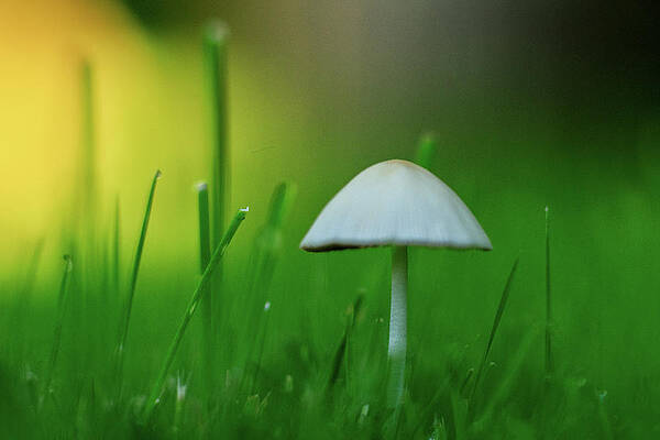 Wilkinson Wall Art featuring the photograph Macro Mushroom by Todd Wilkinson