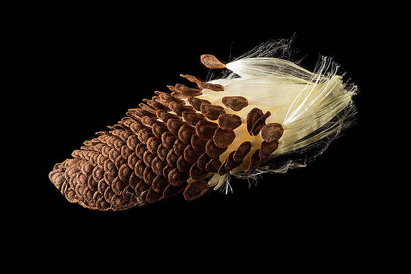 Fall Wall Art featuring the photograph Macro Photo Of Swamp Milkweed Seed Pod by Steven Heap