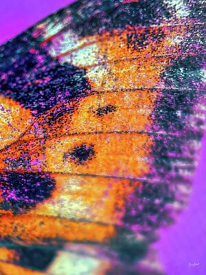 Macro View of Butterfly Wing Digital Art