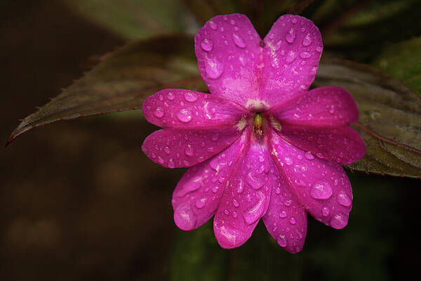 Hawaii Wall Art featuring the photograph Magenta Flower On A Rainy Afternoon by Nancy Gleason