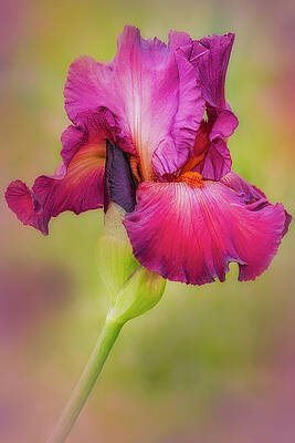 Flower Photograph - Magenta Iris And Bud by Susan Candelario