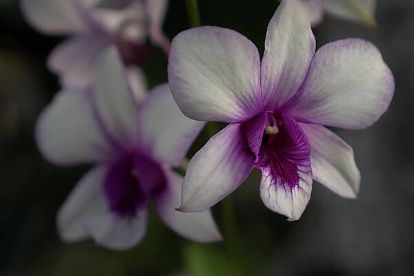 Hawaii Wall Art featuring the photograph Magenta Orchid Close-up #1 by Nancy Gleason
