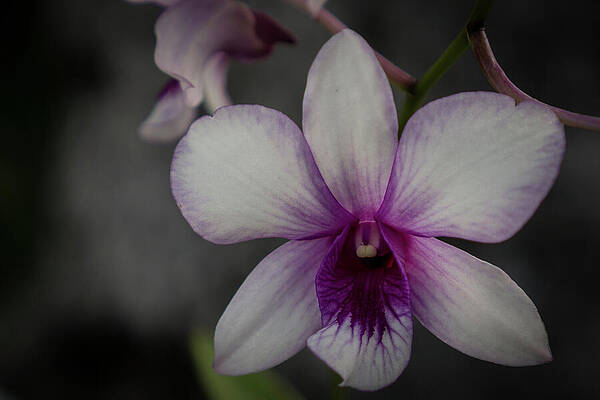 Hawaii Wall Art featuring the photograph Magenta Orchid Close-up #2 by Nancy Gleason