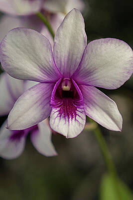 Hawaii Wall Art featuring the photograph Magenta Orchid Close-up #3 by Nancy Gleason