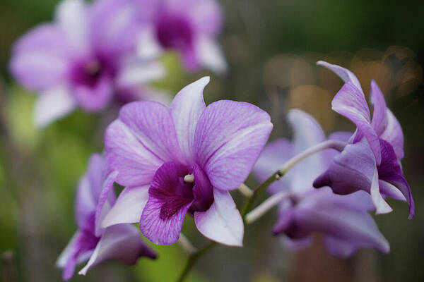 Hawaii Wall Art featuring the photograph Magenta Orchid In Kauai Garden by Nancy Gleason