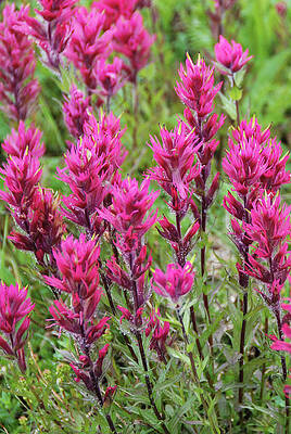 Wilderness Wall Art featuring the photograph Magenta Paintbrush At Mount Rainier National Park by Nancy Gleason
