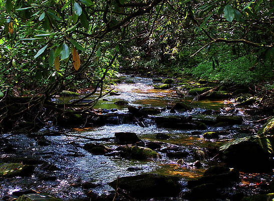 North Carolina Wall Art featuring the photograph Maggie Valley Stream 03 by Flees Photos