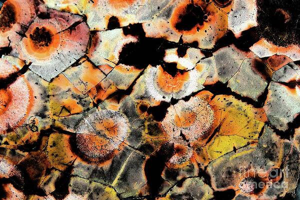 Abstract Photograph - Magic Mushroom by Eric Kyle
