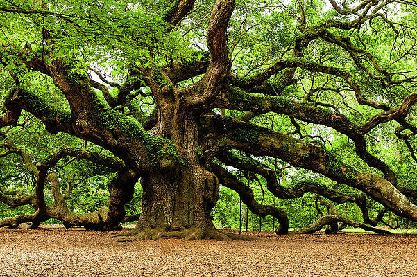 South Carolina Photograph - Mystical Angle Oak Tree Larger Image by Louis Dallara