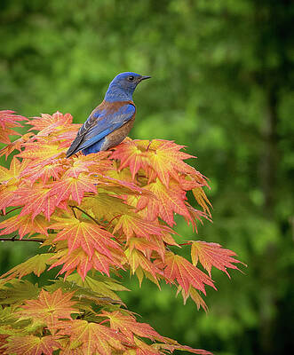 Wall Art featuring the photograph Magnificent Bluebird by Jean Noren
