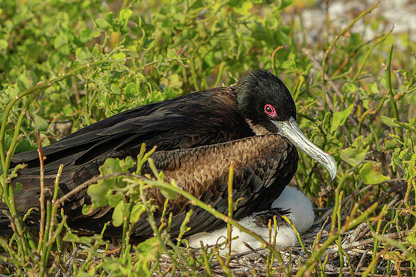 Wall Art featuring the photograph Magnificent Frigatebird Protecting Chick In Nest At Genovesa by Nancy Gleason