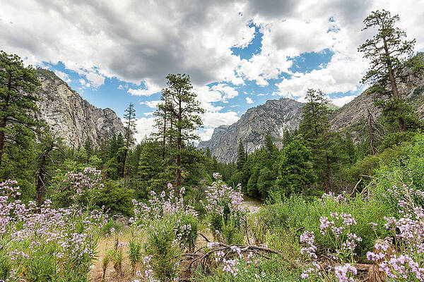 California Wall Art featuring the photograph Magnificent Kings Canyon by Diane Moller