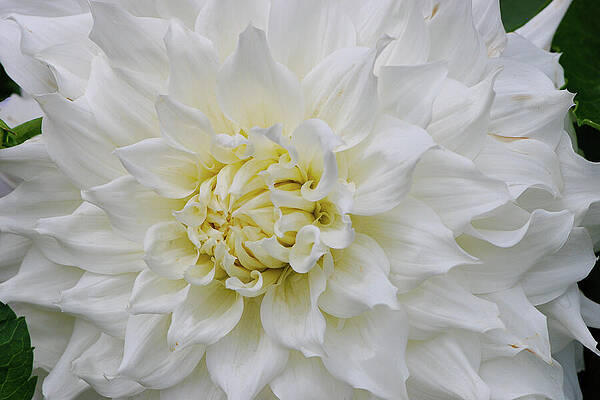 Wall Art featuring the photograph Magnificent White Dahlia by Nancy Gleason