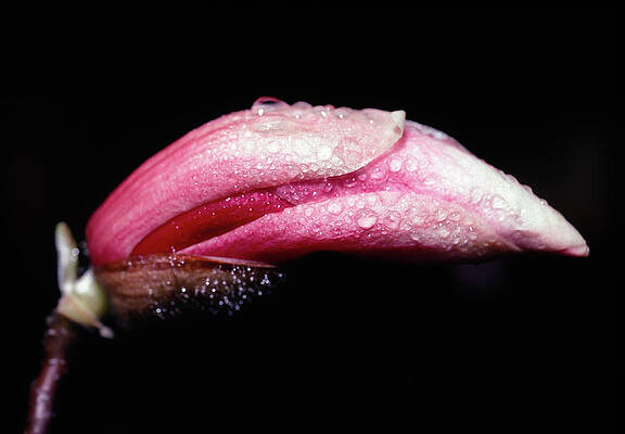 Photograph - Magnolia Bud by Steven Nelson