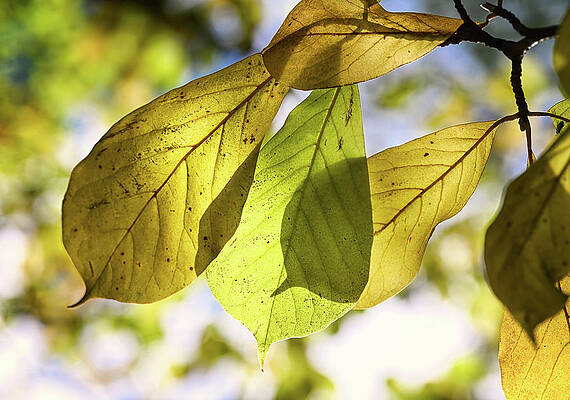 Wall Art featuring the photograph Magnolia Gold by Steven Nelson