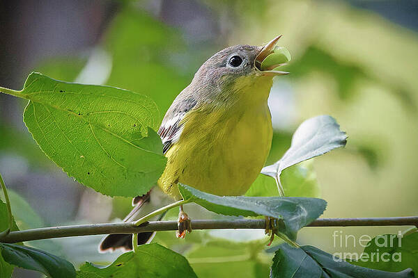 Small Bird Eating a Berry Photograph