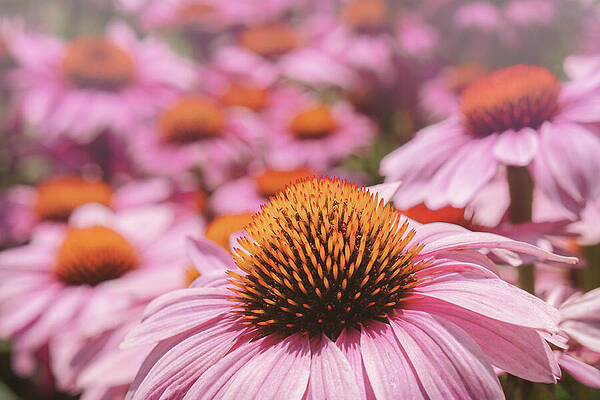 Wall Art featuring the photograph Magnus Echinacea In Forest Light by Jason Fink