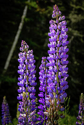 Flower Photograph - Maine Coastal Lupine by Craig A Walker