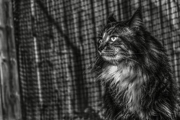 Maine Coon 2 Print