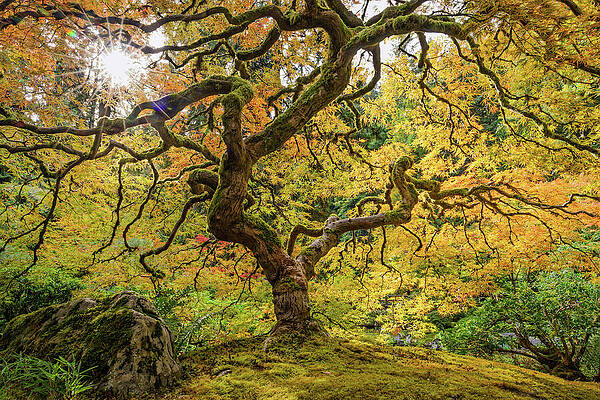 Majestic Autumn Tree in Sunlight Wall Art