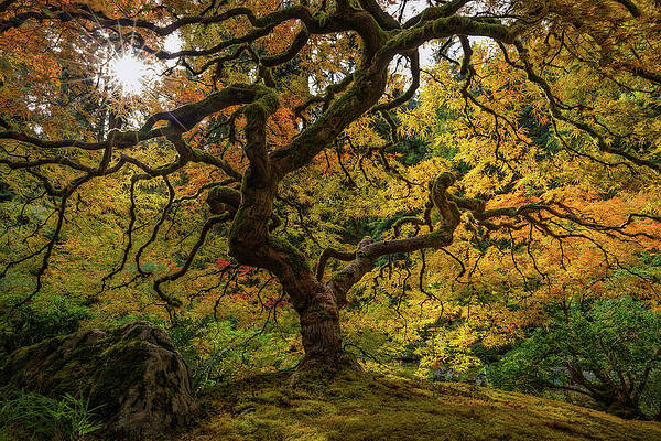 Majestic Autumn Tree Wall Art