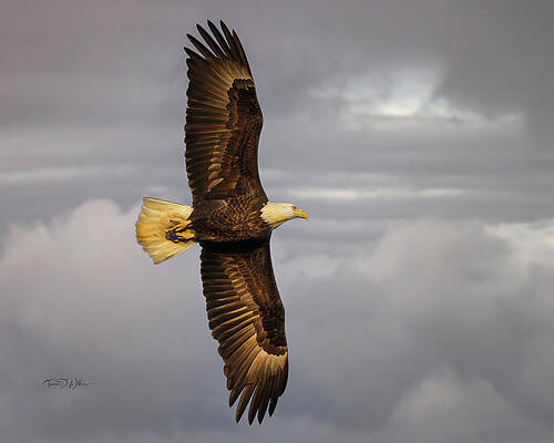 Majestic Bald Eagle in Flight Photograph