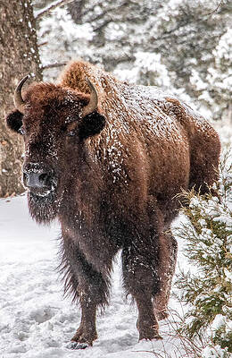 Majestic Bison in Winter Landscape Wall Art