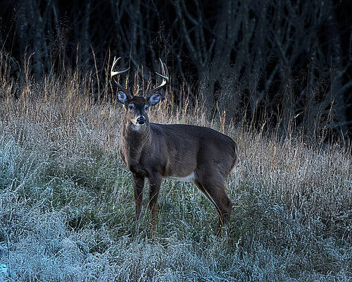 Majestic Buck in Frosty Meadow Photograph