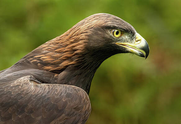 Photograph - Majestic Eagle by Charnwood Photography Fine Art