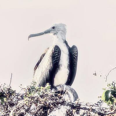 Majestic Frigatebird Perched on Branch Wall Art