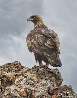Majestic Eagle on Rocky Cliff Wall Art